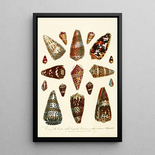 John Chapman - Encyclopaedia londinensis Conchology Pl 05.webp