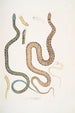 Serpent du Bengale Coluber Bengalensis 47 Serpent losangé Coluber rectangulus - John Edward Gray — visning af kunstværket