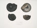 Ammonites népalensis Ammonites wallichii Ammonites tenuistnata - John Edward Gray — visning af kunstværket