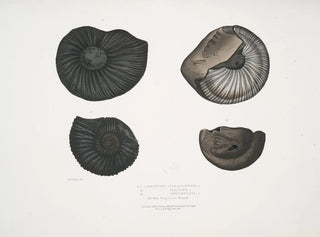 John Edward Gray - 1 2 Ammonites Nepaulensis 3 Ammonites Wallichii 4 Ammonites tenuistnata.webp