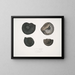 Ammonites népalensis Ammonites wallichii Ammonites tenuistnata - John Edward Gray — indrammet kunstværk på væggen