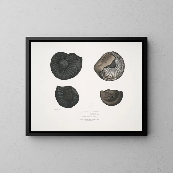 Ammonites népalensis Ammonites wallichii Ammonites tenuistnata - John Edward Gray — indrammet kunstværk på væggen