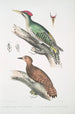 Pic de l'Almorah Picus dimidiatus 2 Pic indien rød Picus rufus - John Edward Gray — visning af kunstværket