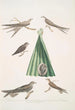 Martinet af Balassie Cypselus palmarum 1a Han 1b Hun 1c Ung 1d Reden 2 Martinet beslægtet Cypselus affinis - John Edward Gray — visning af kunstværket