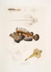 Anaora barbu Amora tentaculata amboina 2 Pelors af Cuvier Pelors Cuvieri 3 Skarnbider med forgrenede spines Callionymus serrato spinosus - John Edward Gray — visning af kunstværket