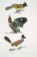 Brachype à tête noire Brachypus melanocephalus 2 Pelta à queue courte Pitta Pelta Pitta brachyura - John Edward Gray — visning af kunstværket