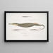 Syngnathe Carcé Fisk-rør Syngnathus Carce 2 Syngnathe Båndet Fisk-rør Syngnathus faciatus 3 Syngnathe Hardwicke Fisk-rør Syngnathus Hardwickii - John Edward Gray — indrammet kunstværk på væggen