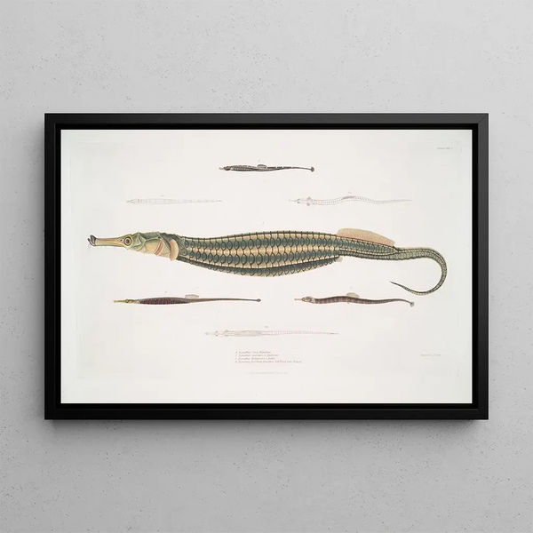 John Edward Gray - 1 Carce Pipe Fish Syngnathus Carce 2 Banded Pipe Fish Syngnathus faciatus 3 Harwickes Pipe Fish Syngnathus Hardwickii.webp