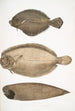 Plie chinoise Platessa Chinensis 2 Plie du Dr Russell Platessa Russellii 3 Søm uden finner med korte linjer Plagusia abbreviata Kina - John Edward Gray — visning af kunstværket