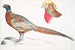 Faisan à collier chinois Phasianus torquatus 2 Tête du faisan doré commun Chrysolophus pictus - John Edward Gray — visning af kunstværket
