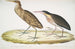 Héron cannelle Ardea cinnamonea 1 Héron à cou jaune Ardea flavicollis - John Edward Gray — visning af kunstværket