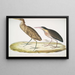 Héron cannelle Ardea cinnamonea 1 Héron à cou jaune Ardea flavicollis - John Edward Gray — indrammet kunstværk på væggen