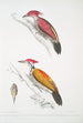 Pic cramoisi Picus mineatus 2 Pic indien à tre doigts Picus Tiga 3 En hoved af en hun - John Edward Gray — visning af kunstværket