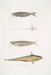 Acanthonote-maleri af Cuvier Silurus Acanthonotus Cuvieri 2 Ailia fra Bengalen Malapterus Ailia Bengalensis - John Edward Gray — visning af kunstværket
