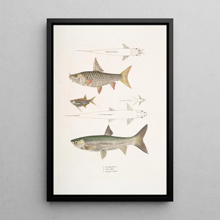 John Edward Gray - 1 Dr Hamiltons Tor Carp Tor Hamiltonii 2 Alpar Carp Chela Alpar 3 Elanga Carp Bengala Elanga.webp