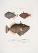 Baliste à yeux Balistes oculatus 2 Baliste d'Amboine Balistes Ambomensis Amboinensis - John Edward Gray — visning af kunstværket