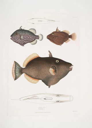 John Edward Gray - 1 Eyed Balistes Balistes oculatus 2 Amboina Balistes Balistes Ambomensis Amboinensis.webp