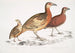 Cryptonyx ferrugineux Cryptonyx ferrugineus 2 Francolin à long bec Francolinus longinostris - John Edward Gray — visning af kunstværket