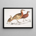Cryptonyx ferrugineux Cryptonyx ferrugineus 2 Francolin à long bec Francolinus longinostris - John Edward Gray — indrammet kunstværk på væggen