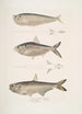 Bæver uden finner Ramcarata Apterygia Ramacarata 2 Chapra Shad Alosa Chapra 3 Langhaj Hamilton Thrissa Hamiltonii - John Edward Gray — visning af kunstværket