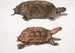 Tortue à dos plat Emys platynotha 2 Tortue terrestre épineuse Geoemyda spinosa - John Edward Gray — visning af kunstværket