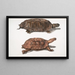 Tortue à dos plat Emys platynotha 2 Tortue terrestre épineuse Geoemyda spinosa - John Edward Gray — indrammet kunstværk på væggen