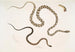 Gocool Dipsas Dipsus Dipsas Gocool 2 Lycodon à tête noire Lycodon melanocephalus - John Edward Gray — visning af kunstværket
