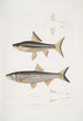 Carpe de Hamilton Cyprinus Bangana Hamiltonii Størrelse 1:1 Carpe Goha Cyprinus Leuciscus Goha - John Edward Gray — visning af kunstværket