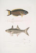 Julis de Hardwicke Julis Hardwickii 2 Poisson paradis à nageoires courtes Polynemus Teria - John Edward Gray — visning af kunstværket