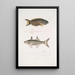 Julis de Hardwicke Julis Hardwickii 2 Poisson paradis à nageoires courtes Polynemus Teria - John Edward Gray — indrammet kunstværk på væggen