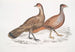 Hardwicke Polyplectron maleri, Polyplectron hardwickii høne, Kina, Brit Museum 2. Francolin bai, Francolin med mange sporer - John Edward Gray — visning af kunstværket