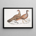 Hardwicke Polyplectron maleri, Polyplectron hardwickii høne, Kina, Brit Museum 2. Francolin bai, Francolin med mange sporer - John Edward Gray — indrammet kunstværk på væggen