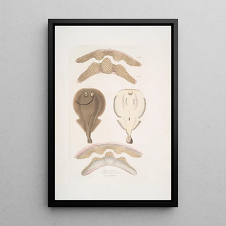 John Edward Gray - 1 Hardwicks One Finned Torpedo Temera Hardwickii 2 Jaws of the Chinese Ray Rhina ancylostoma.webp