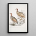 Francolin de Hepburn Perdix Hepburnii 2 Perdix Hepburnii var Pallida odypore - John Edward Gray — indrammet kunstværk på væggen