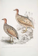 Francolin de Hepburn Perdix Hepburnii 2 Perdix Hepburnii var Pallida odypore - John Edward Gray — visning af kunstværket