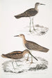 Bécassine de Horsfield Scolopax Horsfieldii 2 Bécasseau indien - John Edward Gray — visning af kunstværket