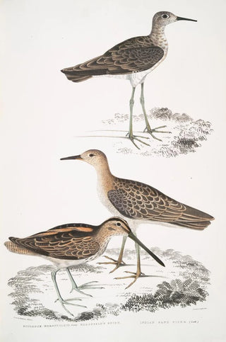 John Edward Gray - 1 Horsfields Snipe Scolopax Horsfieldii 2 Indian Sandpiper.webp