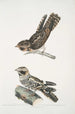Engoulevent indien Caprimulgus Indicus 2 Engoulevent de Bombay Caprimulgus Asiaticus - John Edward Gray — visning af kunstværket
