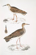 Bécasseau indien Totanus Indicus 2 Bécassine Bhegondee Bhegondic Limosa Hardwickii - John Edward Gray — visning af kunstværket