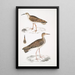 Bécasseau indien Totanus Indicus 2 Bécassine Bhegondee Bhegondic Limosa Hardwickii - John Edward Gray — indrammet kunstværk på væggen