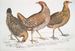 Gallus furcatus 2 Gallus stanleyi 3 Gallus bankiva - John Edward Gray — visning af kunstværket