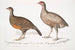 Lady North Polyplectron Polyplectron pectrophora Polyplectron northi 2 Pilets punais Perdix punctulata - John Edward Gray — visning af kunstværket