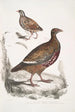 Perdrix Lerwa Perdix Lerwa 2 Caille à bec rouge Coturnix erythrorhyncha - John Edward Gray — visning af kunstværket