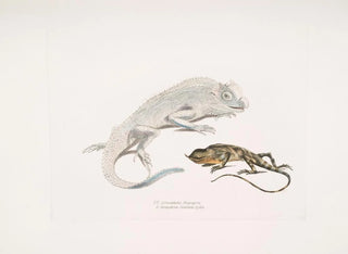 Macgregor's Læderskildpadde med lyre-hoved, Stoddart's enhjørninge-læderskildpadde, Ceylan - John Edward Gray — visning af kunstværket