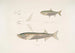 Carpe Morar Cyprinus Morar 2 Carpe Cora Cyprinus Cora - John Edward Gray — visning af kunstværket