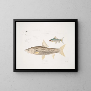 John Edward Gray - 1 Mosal Carp Cyprinus Mosal 2 Morala Carp Cyprinus Morala.webp