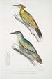 Pic du Népal Picus Nepaulensis 2 Pic à moustaches Picus barbatus - John Edward Gray — visning af kunstværket