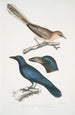 Geai à oreilles pâles Garrulus albifrons 2 Corbeau à gros bec Corvus macrorhynchus - John Edward Gray — visning af kunstværket