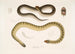 Penang Hypserina Hypserina Hardwickii 2. Serpent de mer court de Hardwick, Lapemis Hardwickii - John Edward Gray — visning af kunstværket