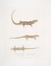 Tiliqua med rød bug Tiliqua rubriventris 2 Smukt Tiliqua Tiliqua pulchra - John Edward Gray — visning af kunstværket